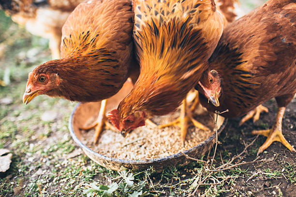 Soins aux poulets : Les tâches à accomplir en Octobre post thumbnail image