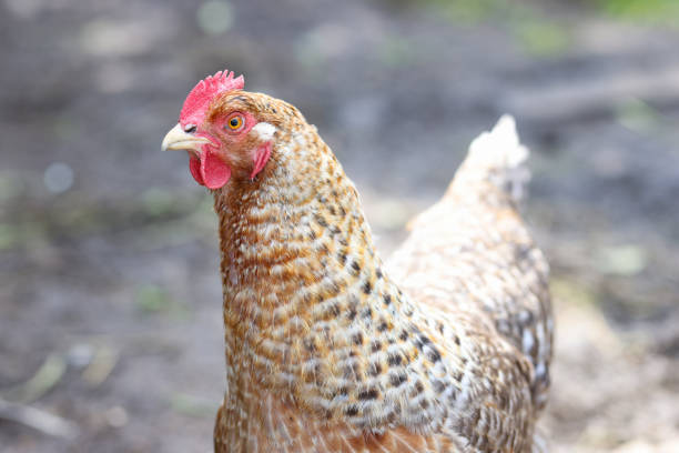 Conseils pour élever des poulets en bonne santé post thumbnail image